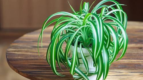 Le 7 piante da tenere in casa: purificano l'aria e ci proteggono 11