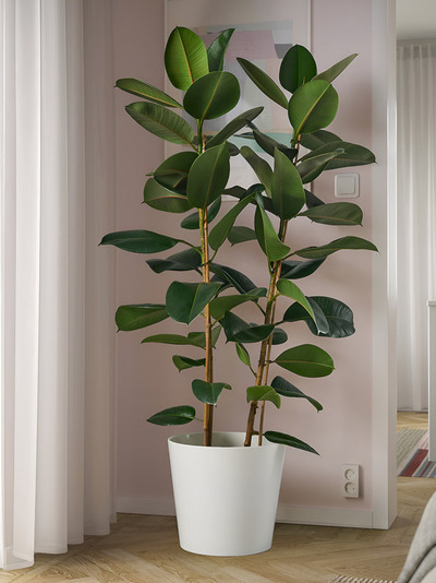 Le 7 piante da tenere in casa: purificano l'aria e ci proteggono 9