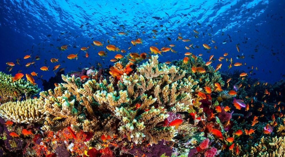 Il mare rallenta il tumore ai polmoni: con una nuova terapia il rischio si riduce del 46% 3 Il fondale del mare nasconde un alleato.