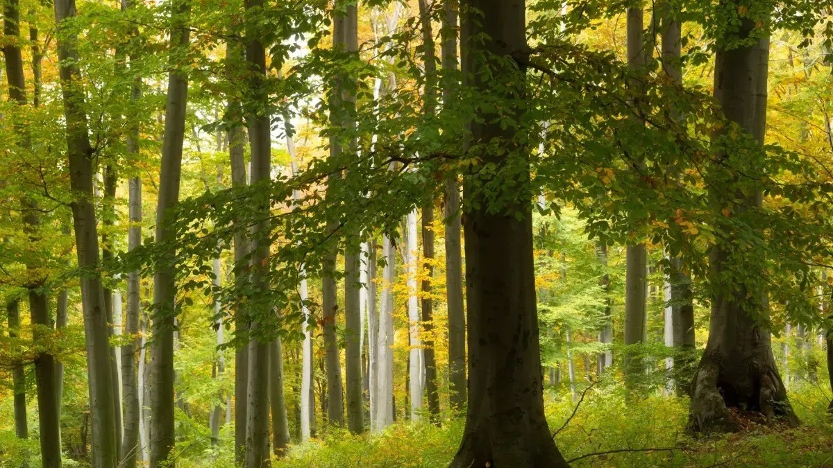 Nasi artificiali sugli alberi: come riescono a fiutare gli incendi? 3