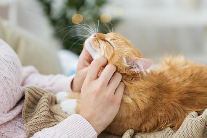 Studio sugli animali: "Vivere con un cane o gatto fa bene come sposarsi o guadagnare 80mila euro" 3