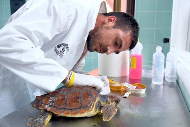 “Il mare in tasca”, una guida per tutelare il Mediterraneo: di che si tratta e perché è importante 19