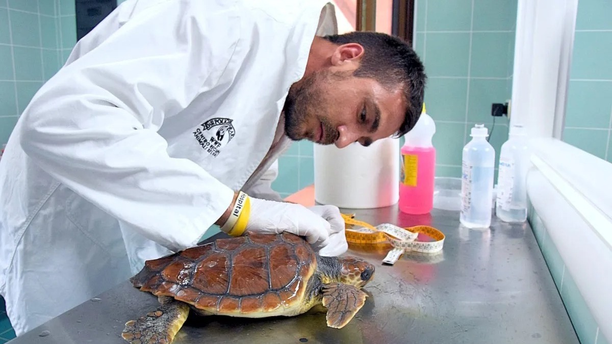 “Il mare in tasca”, una guida per tutelare il Mediterraneo: di che si tratta e perché è importante 19