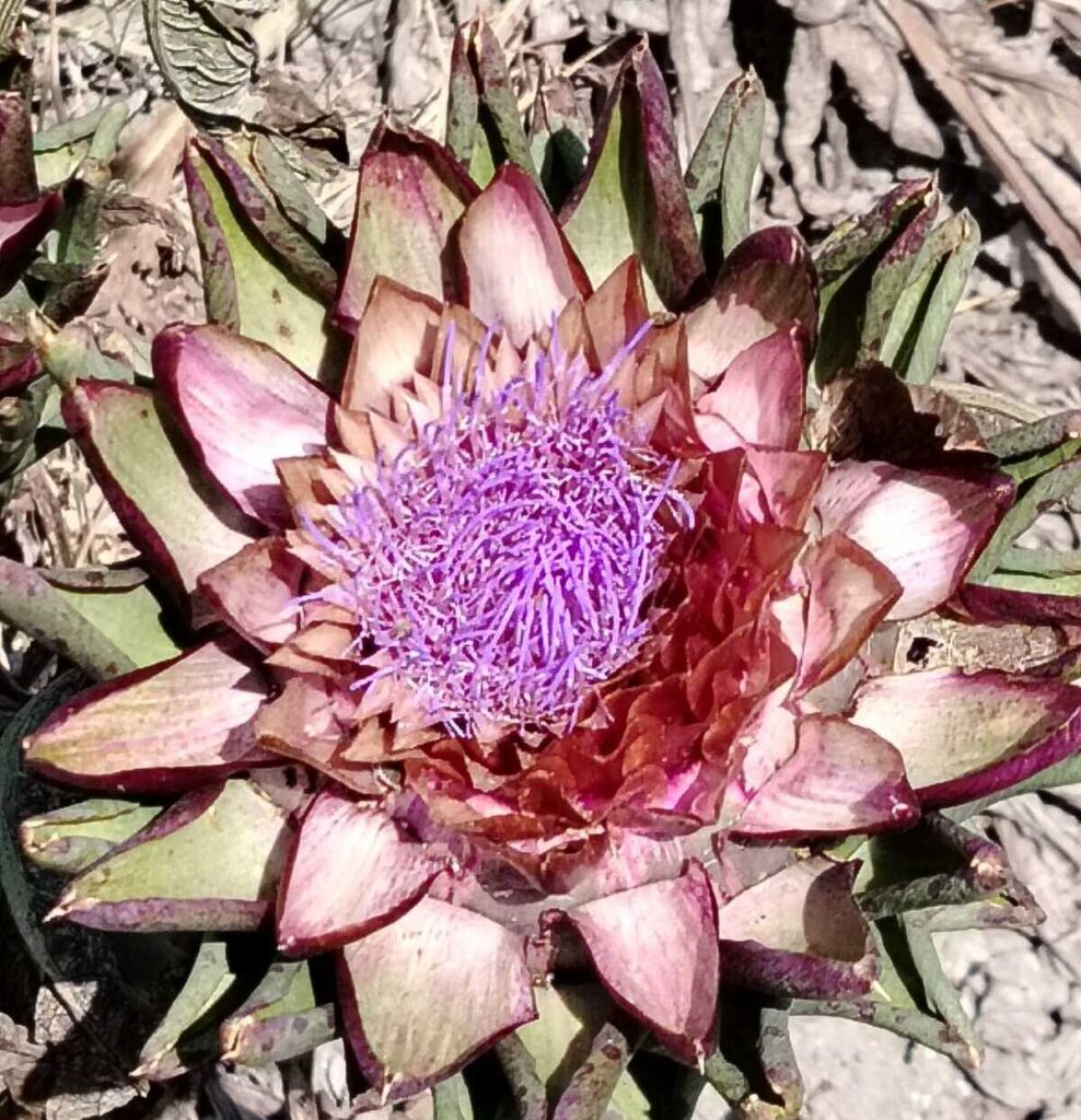 Abbiamo conosciuto un'altra Jesolo: il mare che si ascolta, le piste ciclabili, la laguna inedita 3