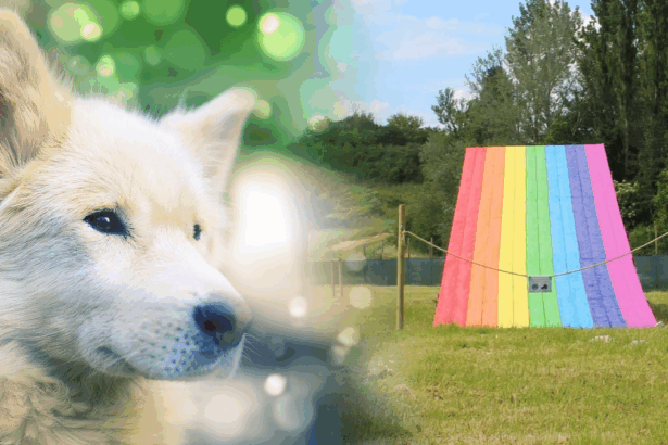 Arriva il Ponte dell'Arcobaleno: qui i nostri cani e gatti vivranno per sempre 19