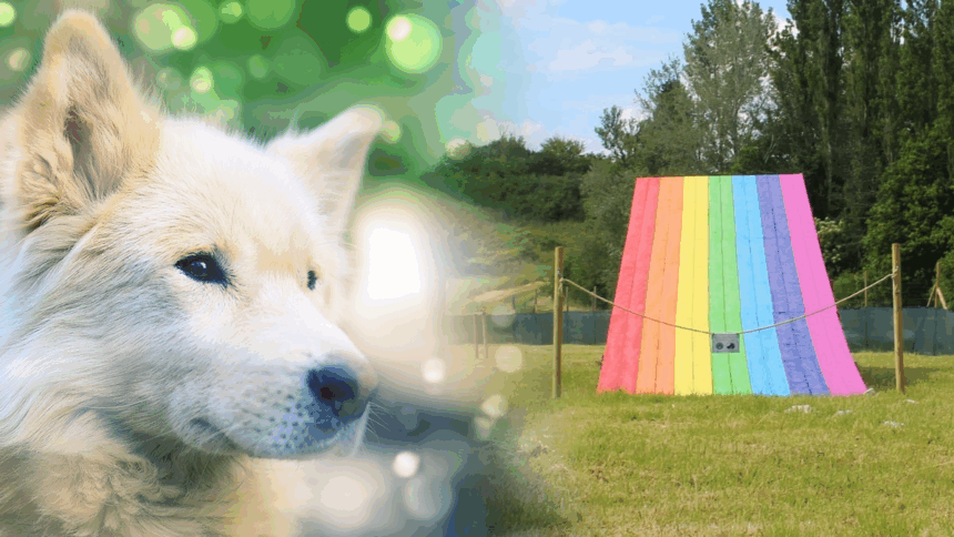 Arriva il Ponte dell'Arcobaleno: qui i nostri cani e gatti vivranno per sempre 2 Arriva il Ponte dell'Arcobaleno: qui i nostri cani e gatti vivranno per sempre 1