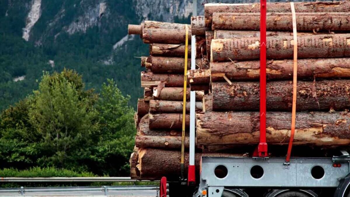 Regolamento Europeo contro la Deforestazione: che succede da fine 2025? 3