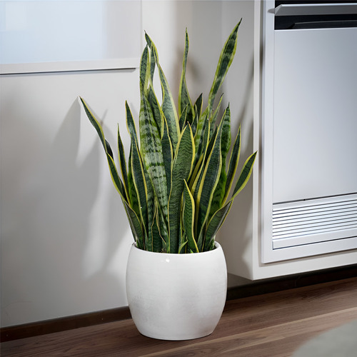 Le 7 piante da tenere in casa: purificano l'aria e ci proteggono 7