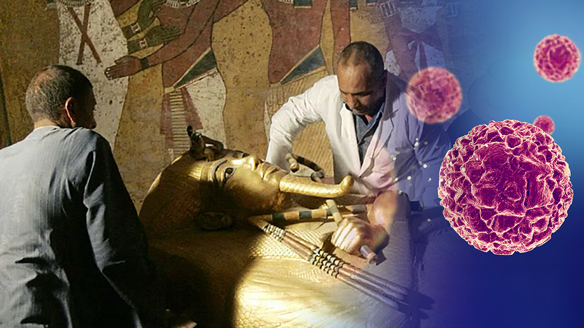 Nella tomba "maledetta" di Tutankhamon trovato un fungo che combatte la leucemia 11