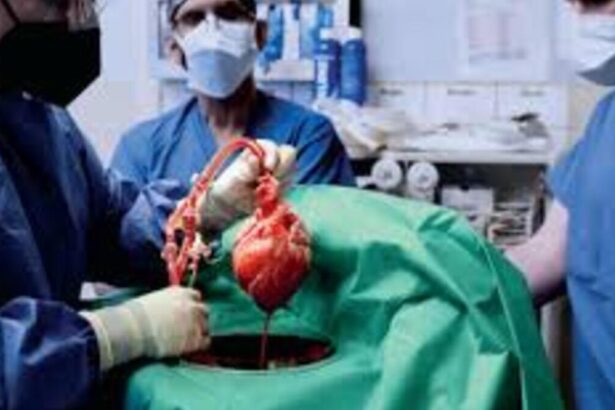 Primo trapianto di polmone da maiale a uomo: “L’organo è rimasto in vita per 9 giorni” 74