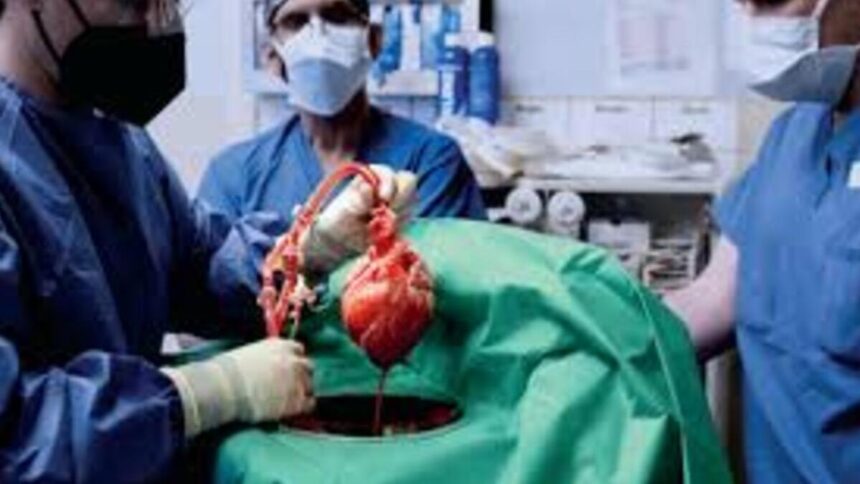 Primo trapianto di polmone da maiale a uomo: “L’organo è rimasto in vita per 9 giorni” 1