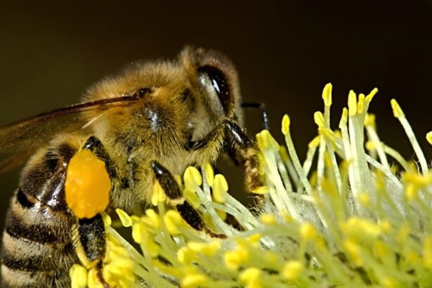 Svolta nella ricerca, il veleno d'ape può distruggere le cellule cancerose in soli 60 minuti 10