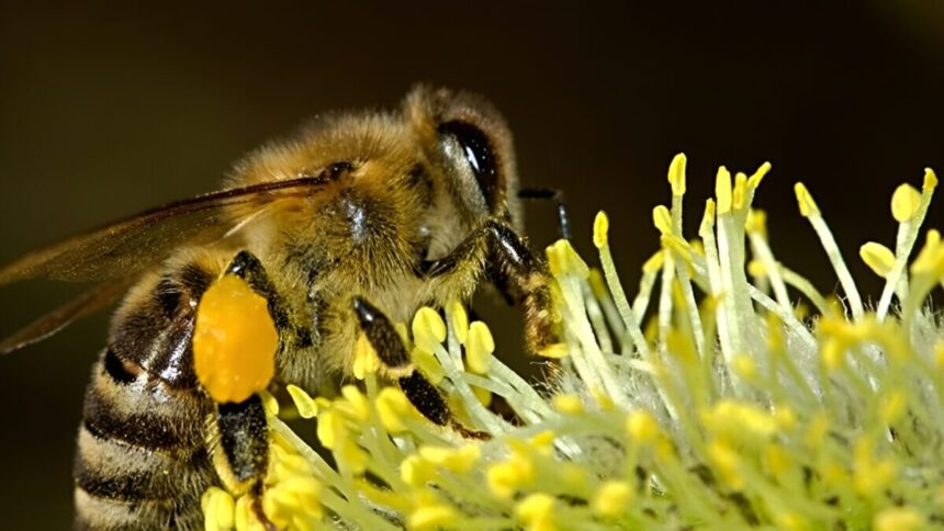 Svolta nella ricerca, il veleno d'ape può distruggere le cellule cancerose in soli 60 minuti 131