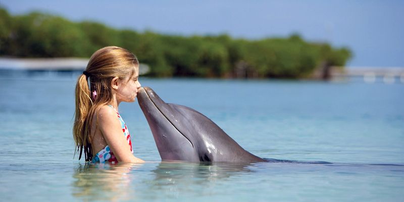 Più si è amici, meno si invecchia: quello che abbiamo da imparare dai delfini 4 Più si è amici, meno si invecchia: quello che abbiamo da imparare dai delfini 3