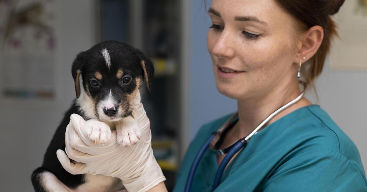 farmaco tumori cani
