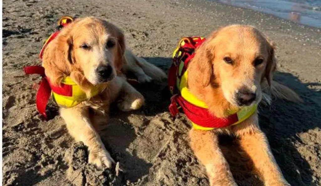 I golden retriever Lucky e Luke salvano due turiste in mare: "Un'emozione forte, poi abbiamo fatto una festa tutti insieme" 2 Lucky e Luke