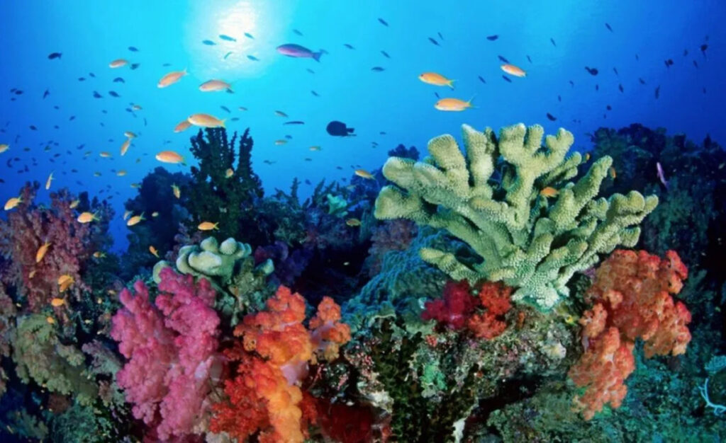 Anche il mare ha un battito: i ricercatori lo studiano per salvare gli ecosistemi marini 2 Battito del mare