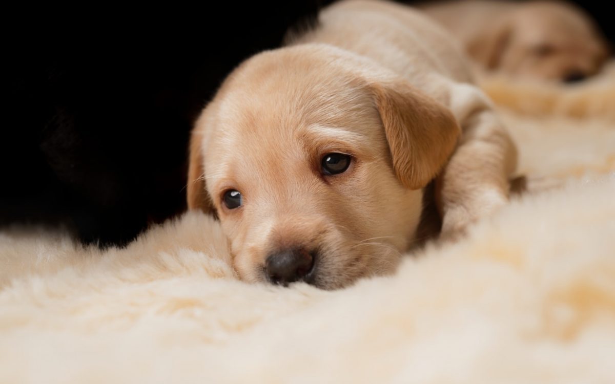 il mio cane è stressato