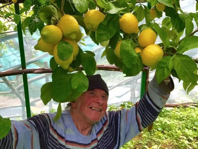 limoni amalfi