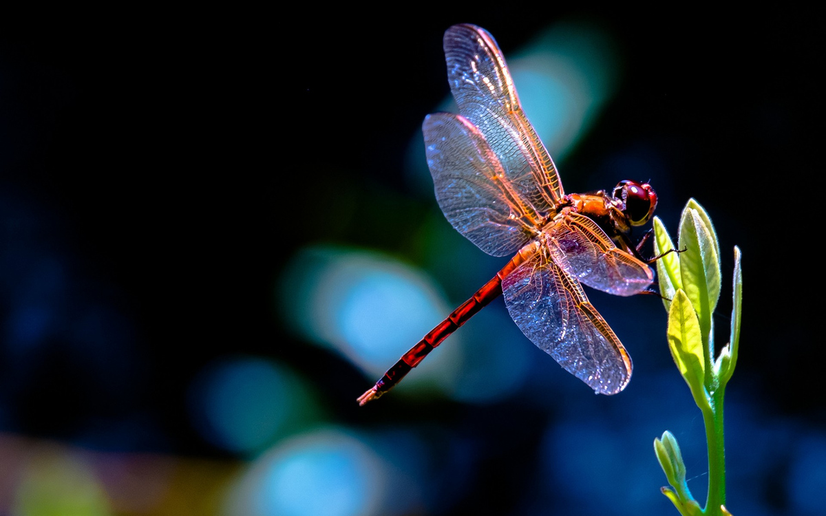 Libellula significato e simbologia