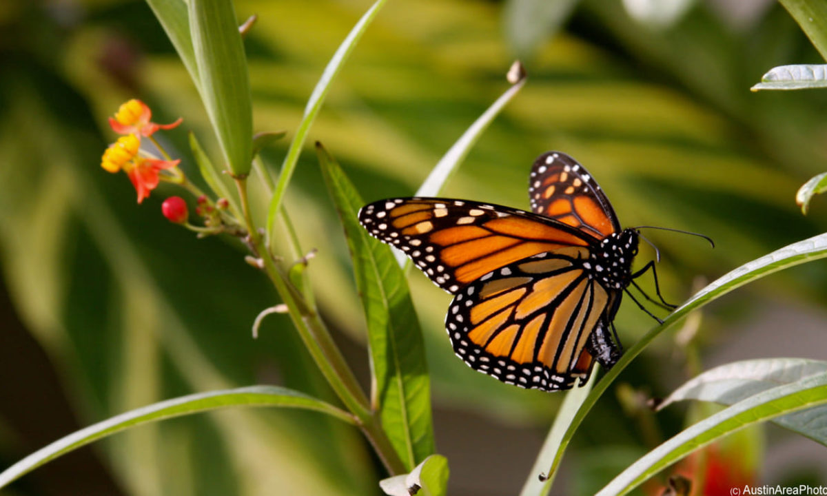 Usa Siglato Accordo Per Proteggere La Farfalla Monarca