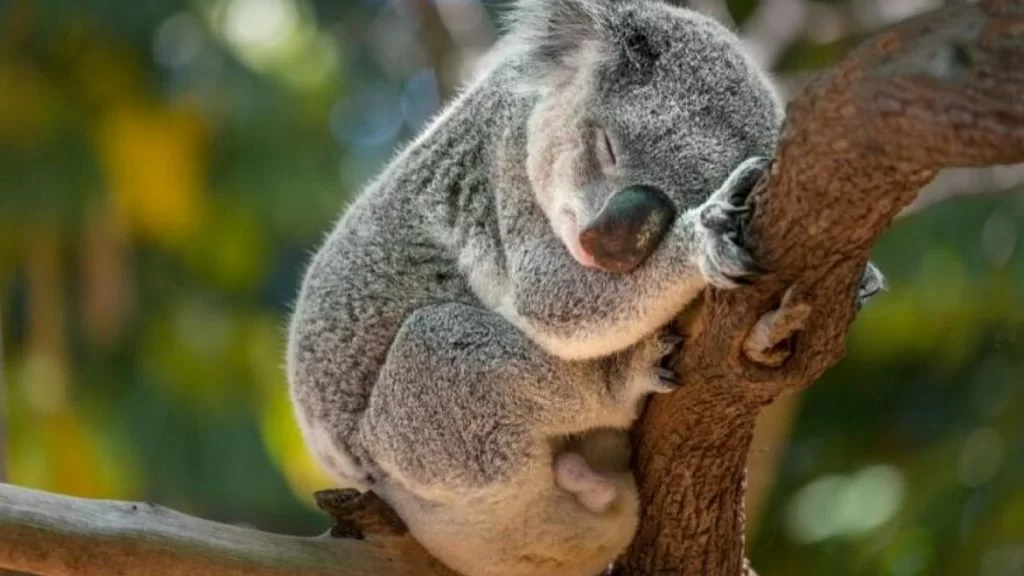 Koala_Animali molto lenti