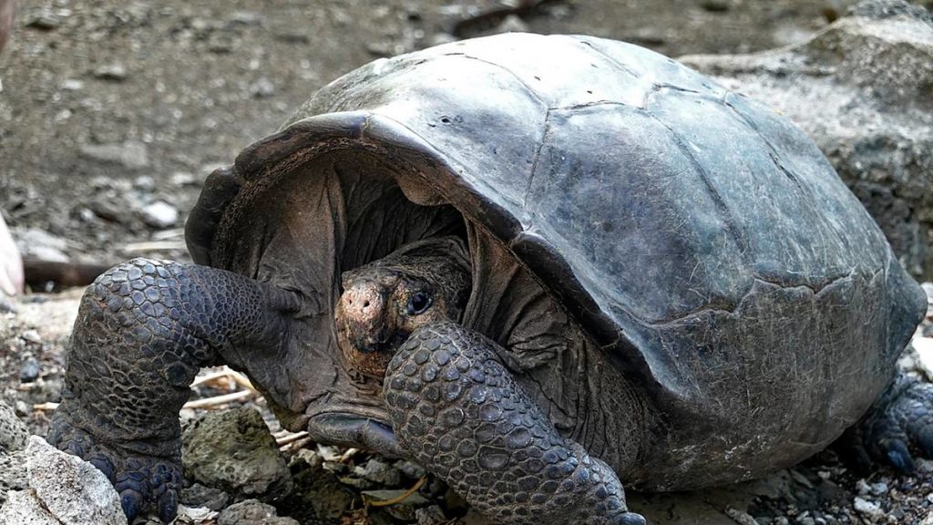 Tartaruga_Animali molto lenti