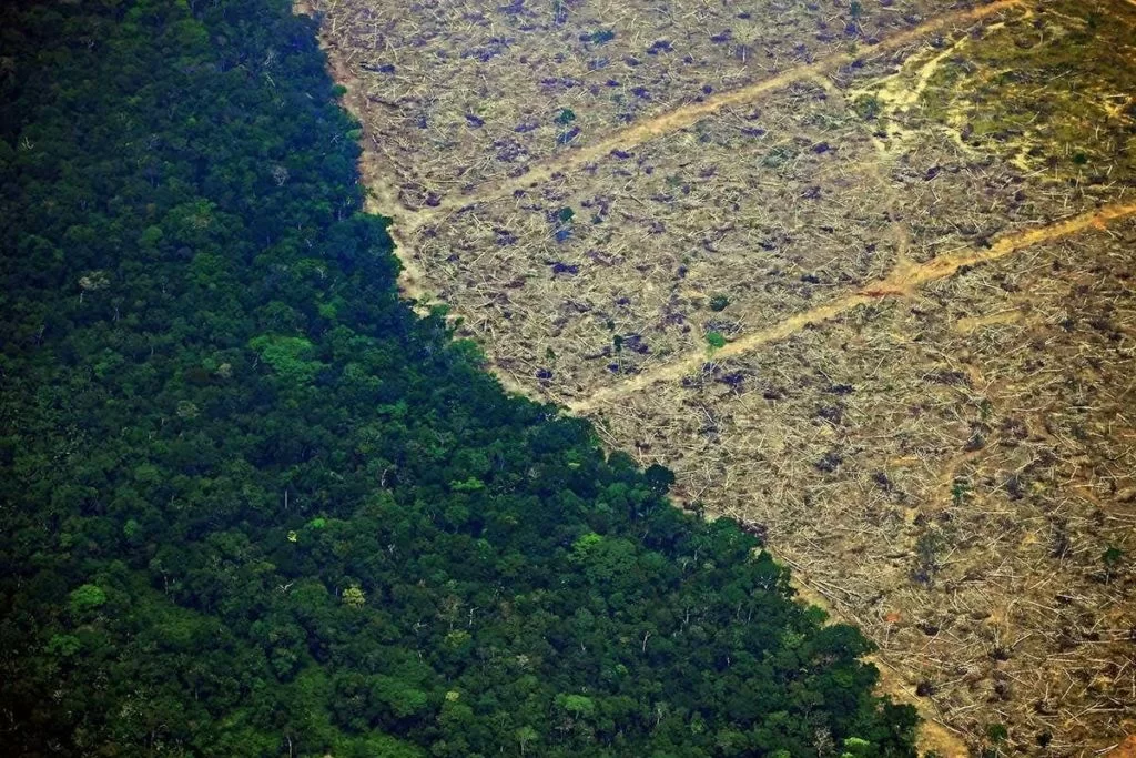 Amazzonia 2019 deforestazione