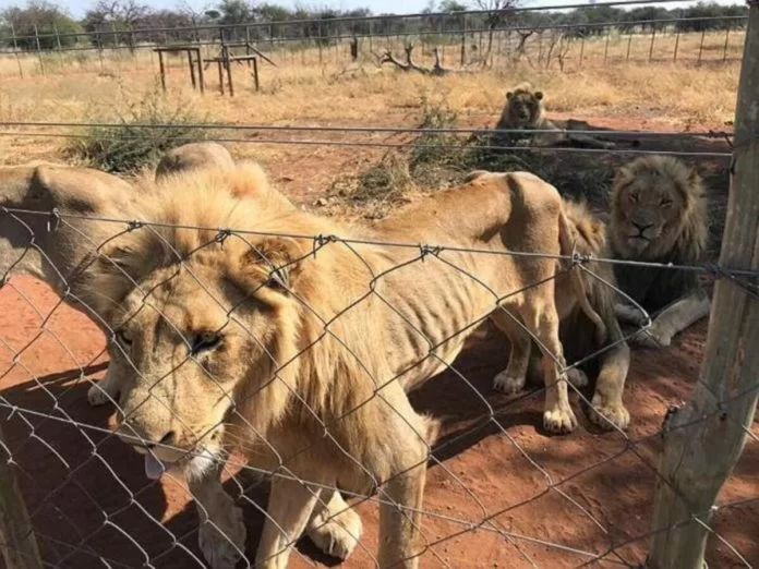 leoni e bracconaggio sportivo africa