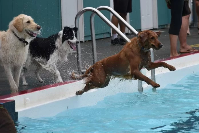 Foto Cani piscina