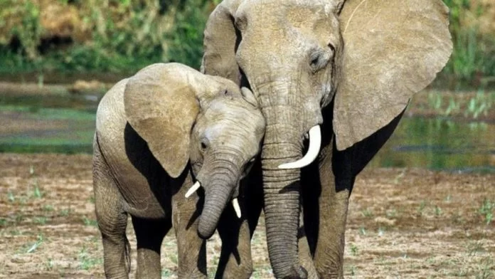 congo sentenza bracconiere su elefanti