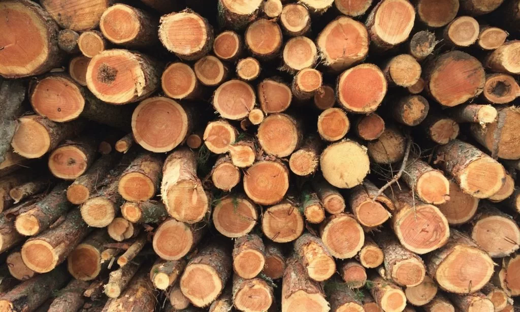 Biomasse - tronchi d'albero