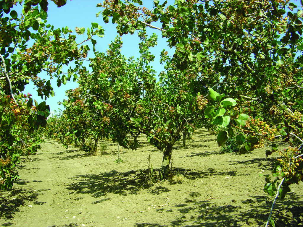 árboles de pistacho