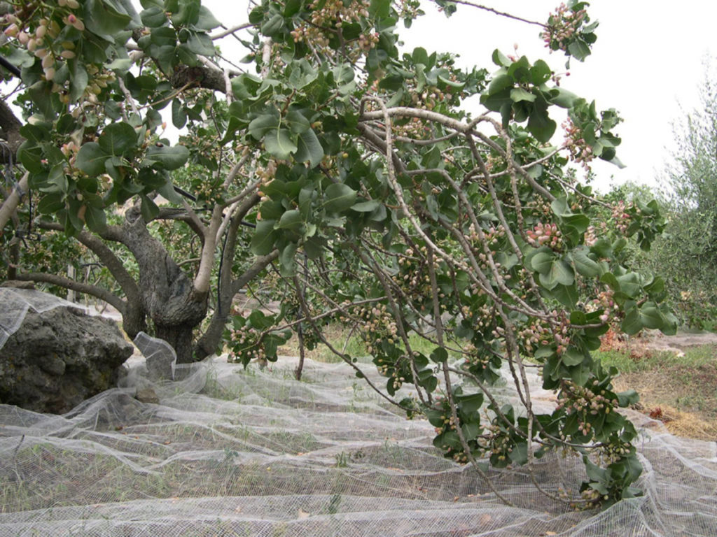 cosecha del arbol de pistacho