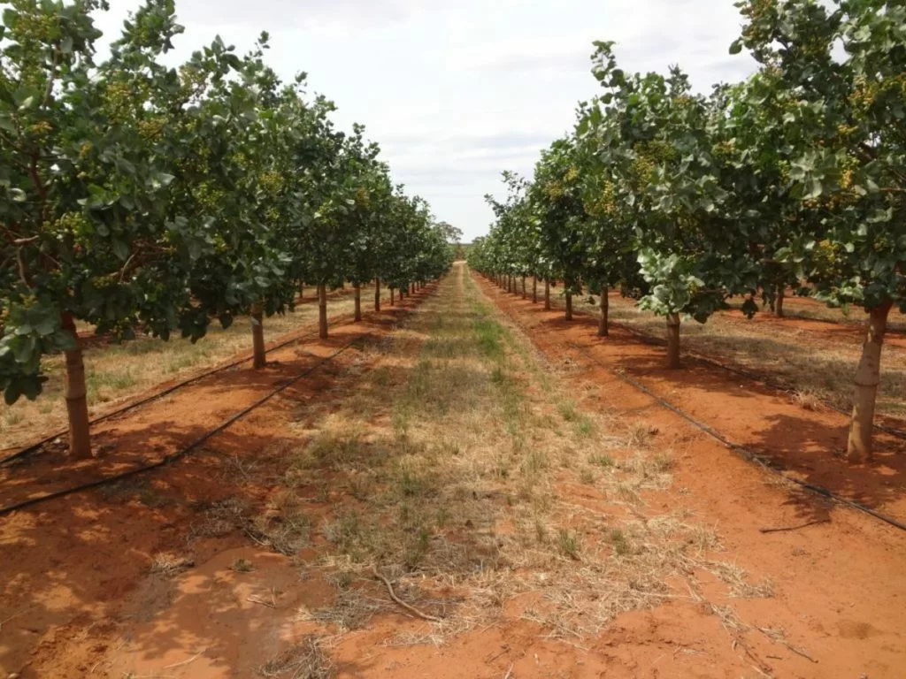 Pianta pistacchio_filari