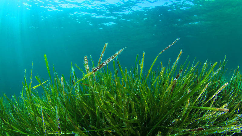 alga spirulina benefici

