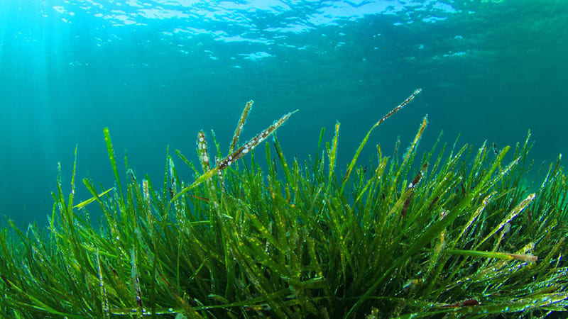 alga spirulina benefici