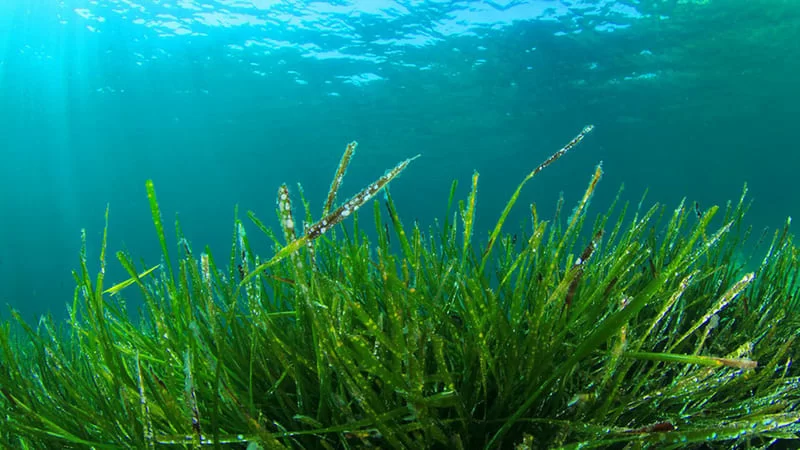 alga spirulina benefici

