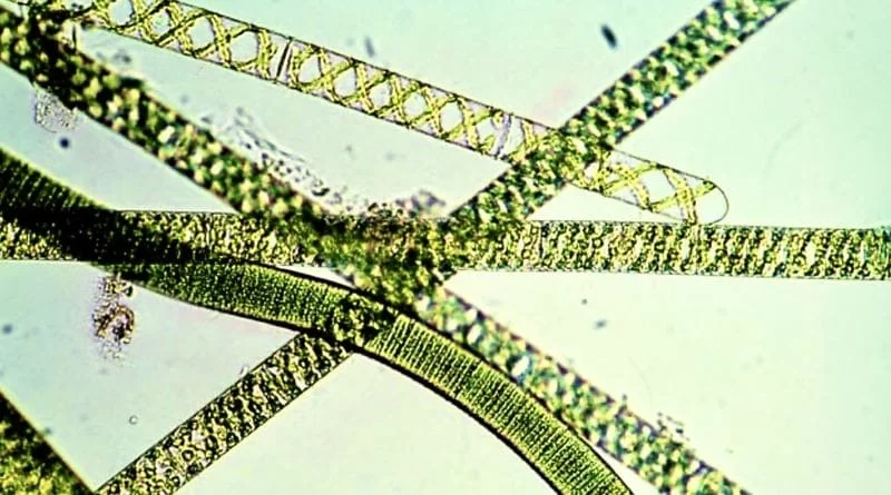 alga spirulina benefii