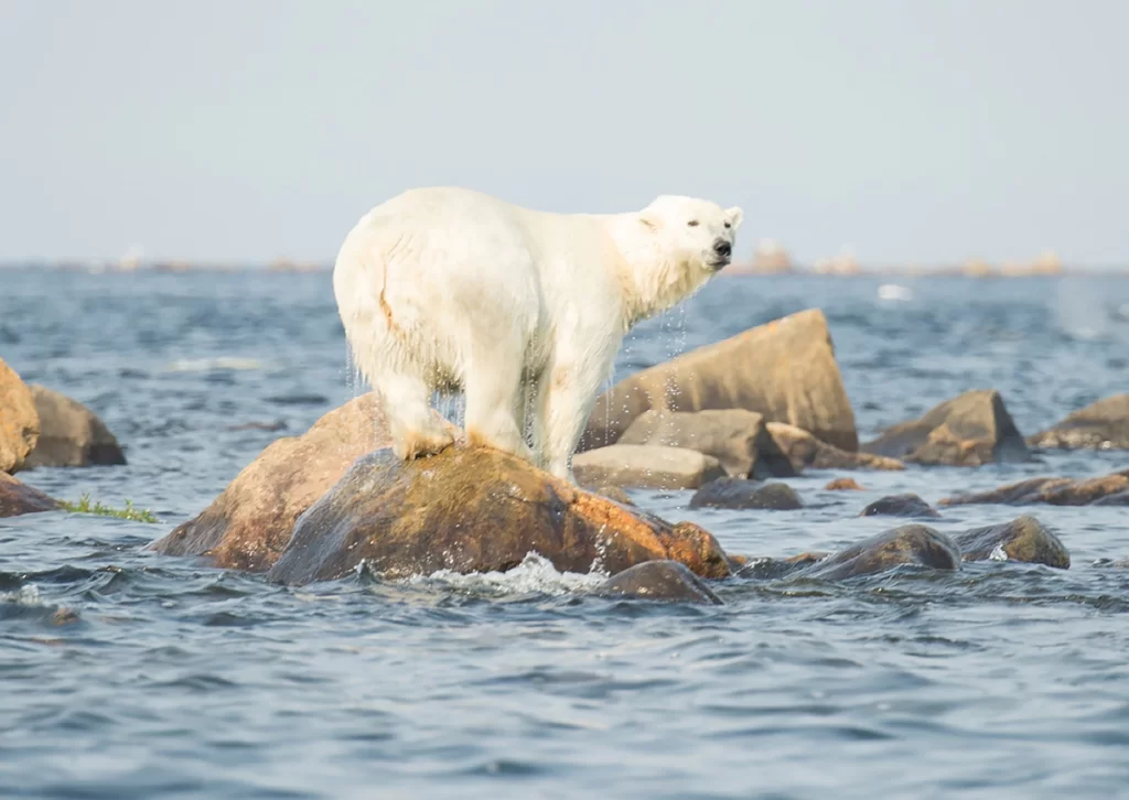 Cambiamento climatico, alterazione ecosistemi