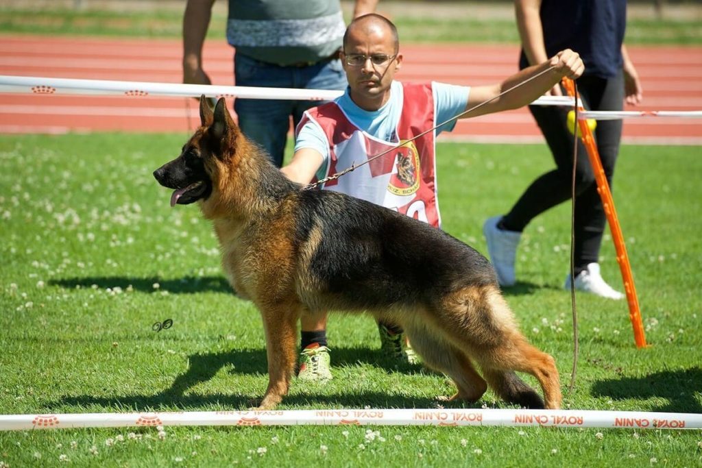 Pastore Tedesco (da mostra canina)