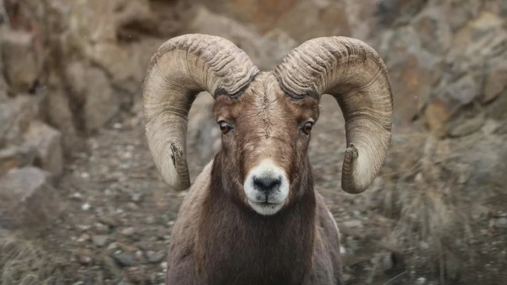 Pecora_bighorn_Utah