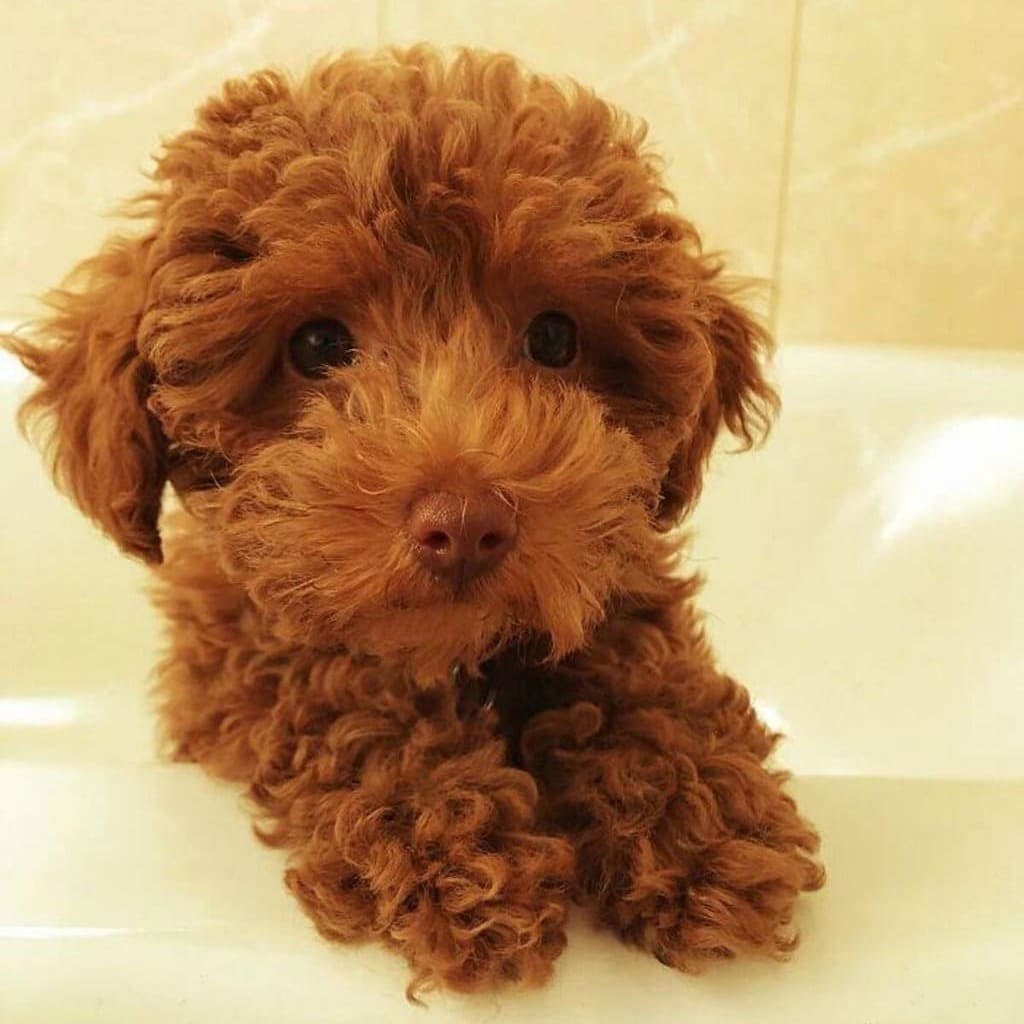 cuccioli teneri_1