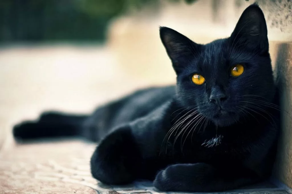 gatto nero

