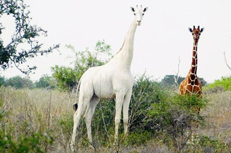 Kenya, protetta l’ultima giraffa bianca rimasta al mondo