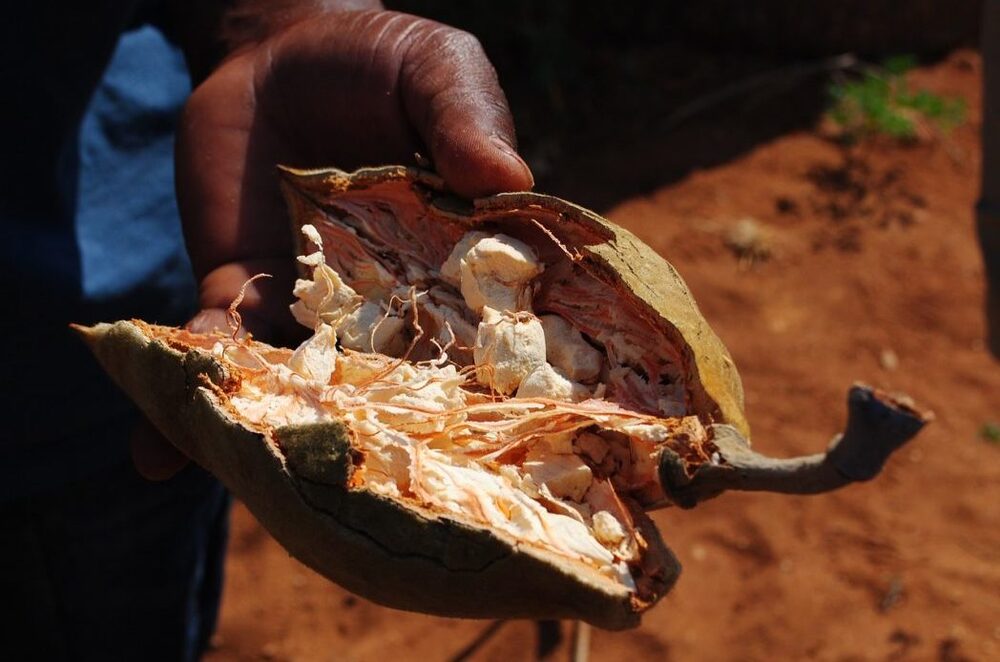 Baobab superfood.