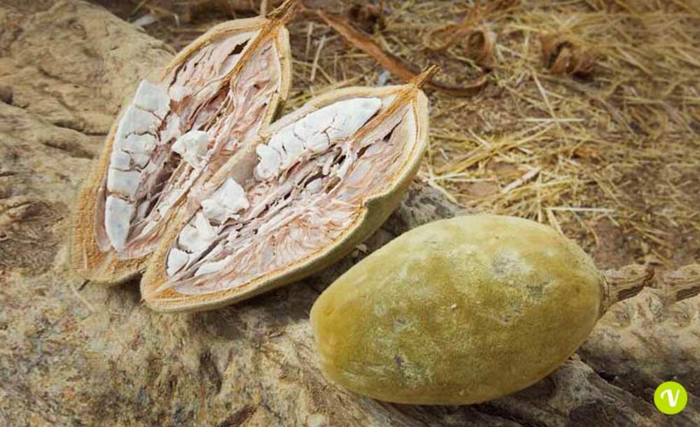 Polpa frutto baobab.