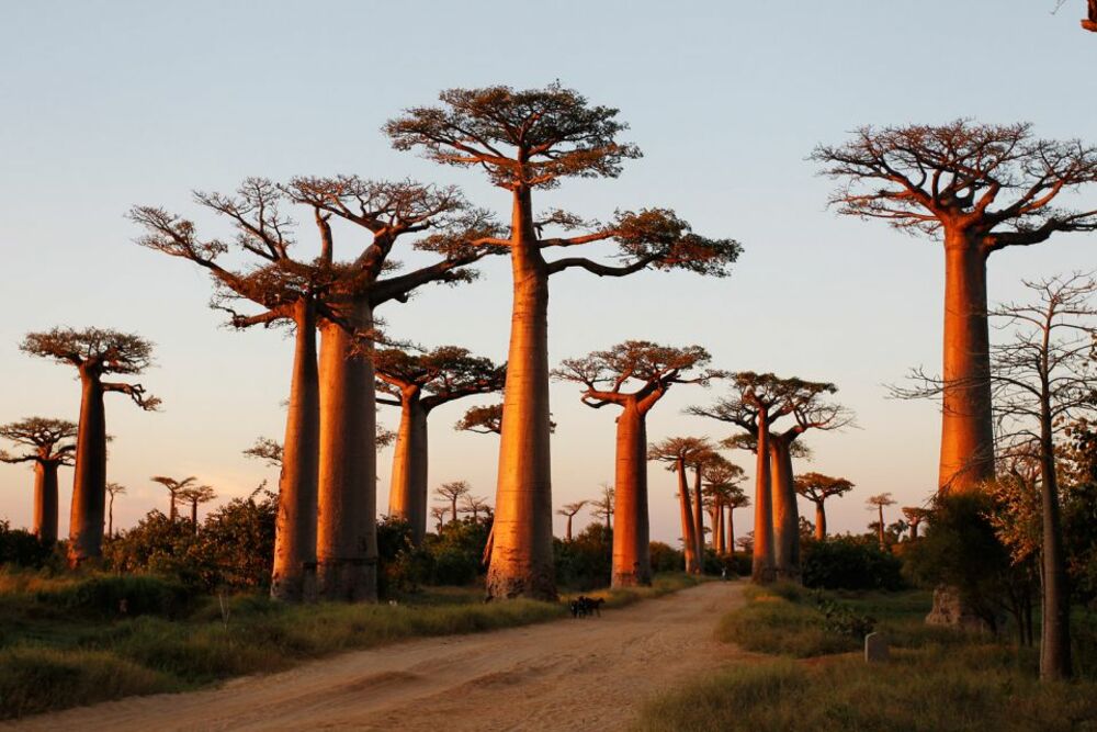 Baobab Africa.