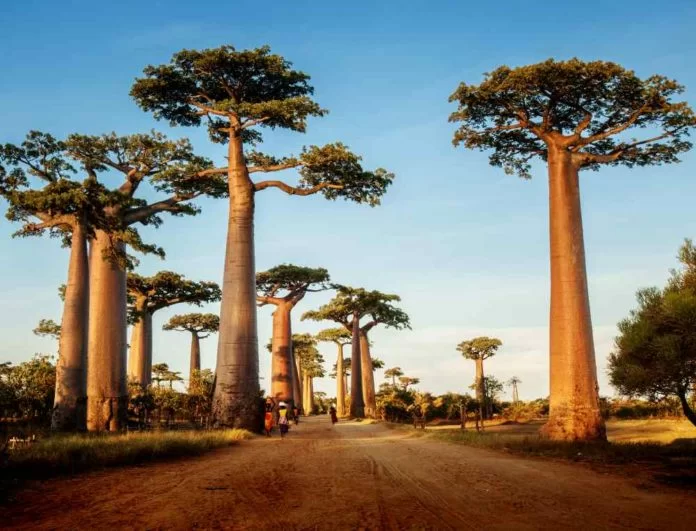 Baobab