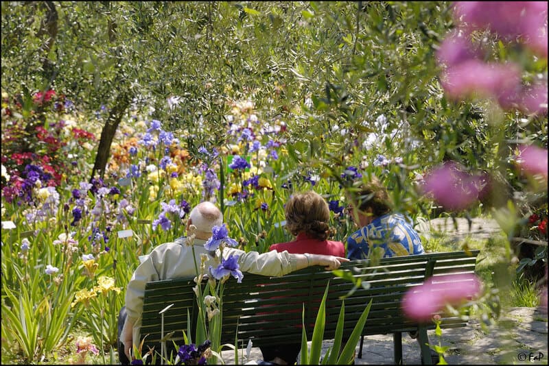 giardini d'iris